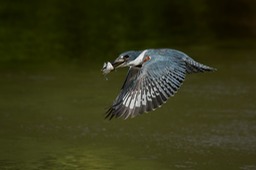 ringed kingfisher