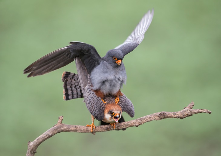 red footed falcon