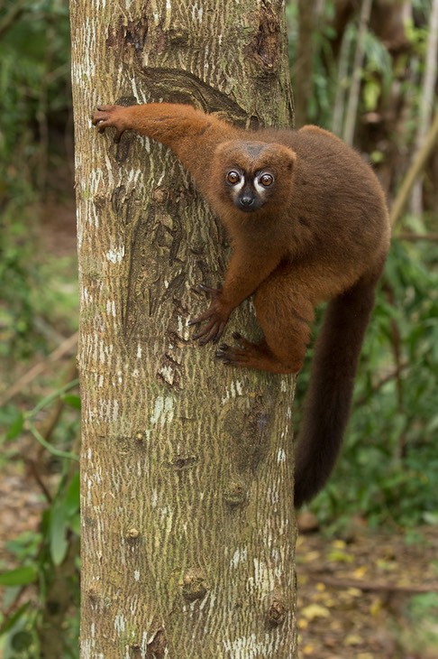 red bellied lemur