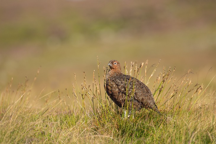 red grouse