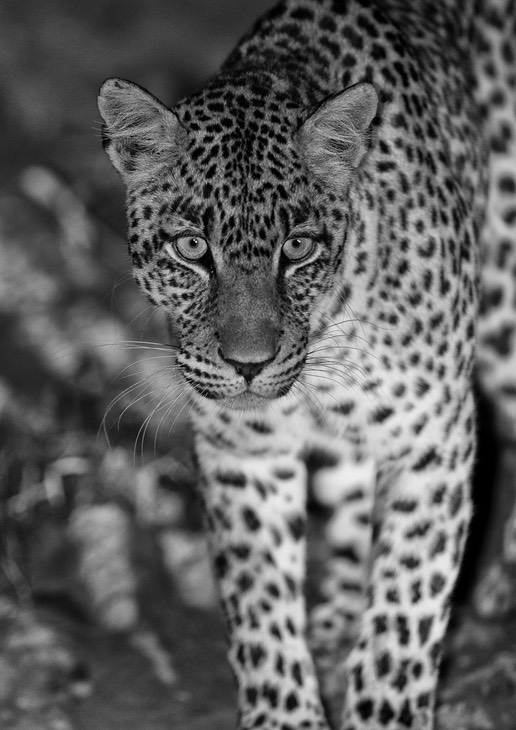 leopard