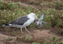 great black backed gull