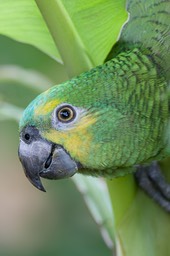turquoise fronted parrot