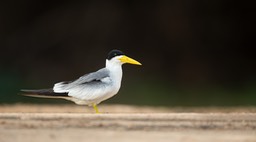 large billed tern