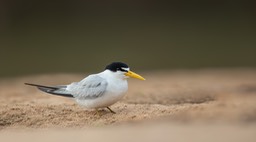 yellow billed tern