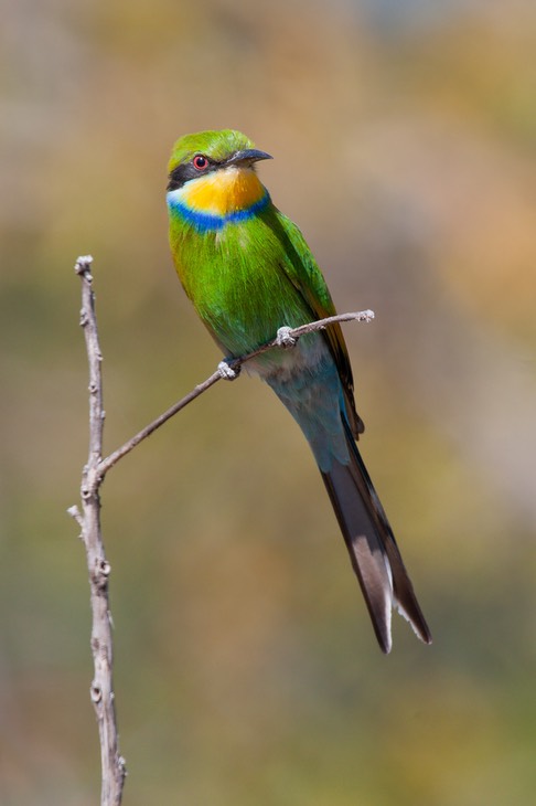 swallow tailed bee eater