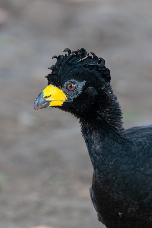 bare faced curassow