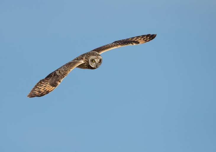 short eared owl