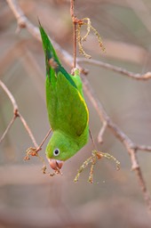 canary winged parakeet