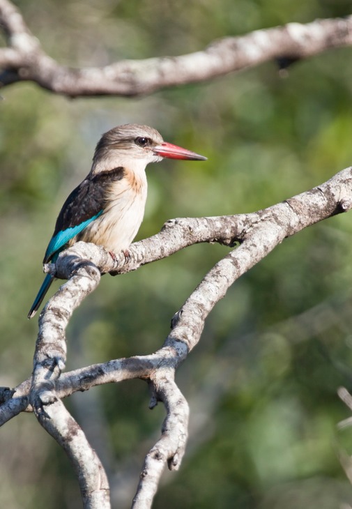 brown hooded kingfisher