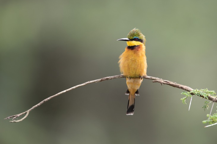 little bee eater